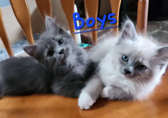 Ragdoll Kittens Looking for their LovingHome