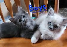 Ragdoll Kittens Looking for their LovingHome
