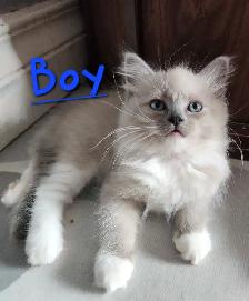Ragdoll Kittens Looking for their LovingHome - Photo 2