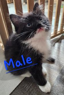 Ragdoll Kittens Looking for their LovingHome - Photo 3