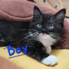 Ragdoll Kittens Looking for their LovingHome - Photo 4