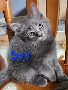 Ragdoll Kittens Looking for their LovingHome - Photo 5