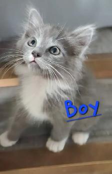 Ragdoll Kittens Looking for their LovingHome - Photo 6