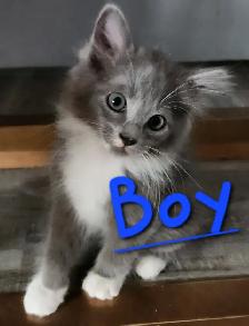 Ragdoll Kittens Looking for their LovingHome - Photo 7