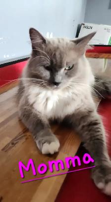 Ragdoll Kittens Looking for their LovingHome - Photo 9