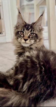 Purebred Maine Coon kittens are ready for adoption.