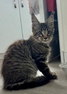 Purebred Maine Coon kittens are ready for adoption. - Photo 3