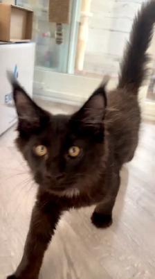 Purebred Maine Coon kittens are ready for adoption. - Photo 6