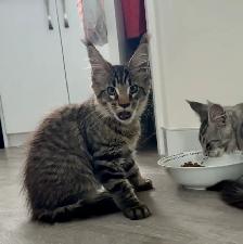 Purebred Maine Coon kittens are ready for adoption. - Photo 7