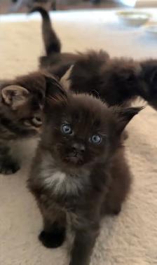 Purebred Maine Coon kittens are ready for adoption. - Photo 8