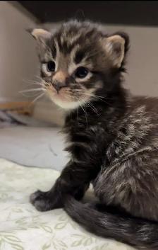 Purebred Maine Coon kittens are ready for adoption. - Photo 9