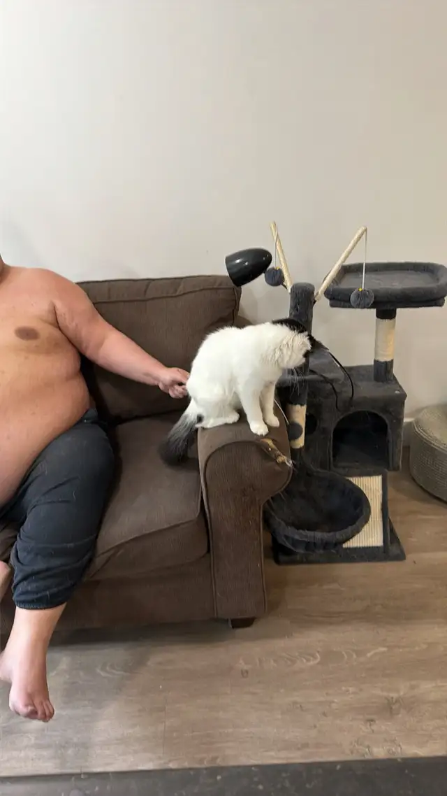 femal cat to a good