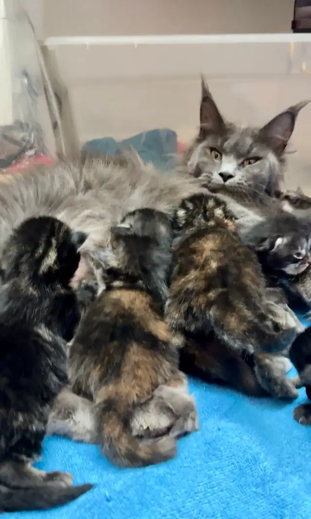 Purebred Maine Coon Kittens – Now Open for Reservation!
