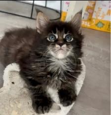 Purebred Maine Coon Kittens – Now Open for Reservation! - Photo 2
