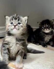 Purebred Maine Coon Kittens – Now Open for Reservation! - Photo 3