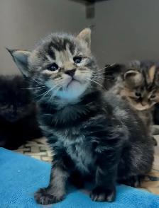 Purebred Maine Coon Kittens – Now Open for Reservation! - Photo 5