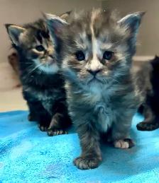 Purebred Maine Coon Kittens – Now Open for Reservation! - Photo 7