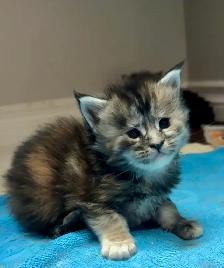 Purebred Maine Coon Kittens – Now Open for Reservation! - Photo 8
