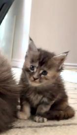 Purebred Maine Coon Kittens – Now Open for Reservation! - Photo 9