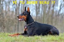 Pension 5 ETOILES pour chiens en milieu familial - Laval(^.^) - Photo 9