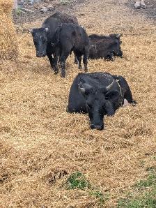 Cow for sale