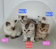 British Shorthair Kittens – Ready for Their Forever Homes!