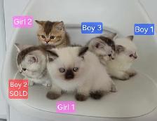 British Shorthair Kittens – Ready for Their Forever Homes! - Photo 2