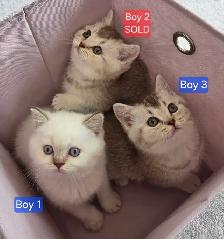 British Shorthair Kittens – Ready for Their Forever Homes! - Photo 3