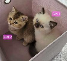 British Shorthair Kittens – Ready for Their Forever Homes! - Photo 4
