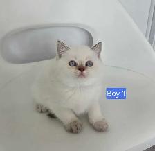British Shorthair Kittens – Ready for Their Forever Homes! - Photo 5