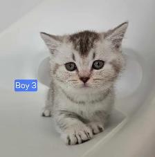 British Shorthair Kittens – Ready for Their Forever Homes! - Photo 6