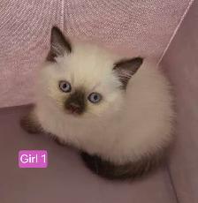 British Shorthair Kittens – Ready for Their Forever Homes! - Photo 7