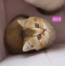 British Shorthair Kittens – Ready for Their Forever Homes! - Photo 8