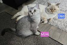British Shorthair Kittens – Ready for Their Forever Homes! - Photo 9