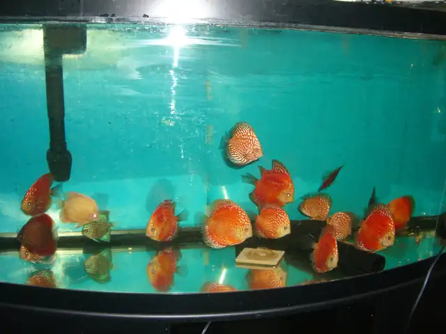 FOR SALE BEAUTIFUL RED FANDA DISCUS 5 TO 6 INCH ( 3 FOR $220)