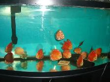 FOR SALE BEAUTIFUL RED FANDA DISCUS 5 TO 6 INCH ( 3 FOR $220)