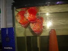 FOR SALE BEAUTIFUL RED FANDA DISCUS 5 TO 6 INCH ( 3 FOR $220) - Photo 3