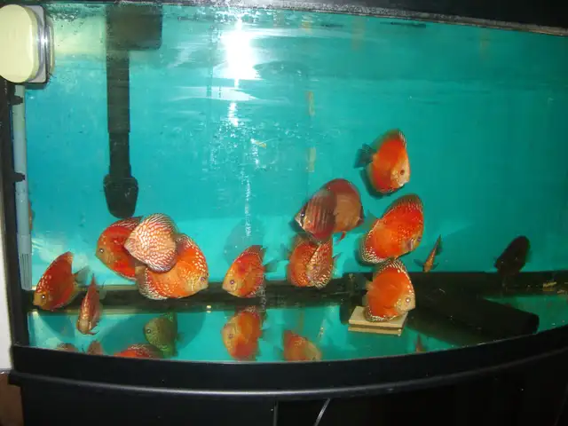 FOR SALE BEAUTIFUL RED FANDA DISCUS 5 TO 6 INCH ( 3 FOR $220 )