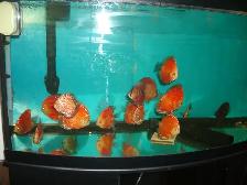 FOR SALE BEAUTIFUL RED FANDA DISCUS 5 TO 6 INCH ( 3 FOR $220 )