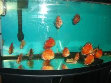 FOR SALE BEAUTIFUL RED FANDA DISCUS 5 TO 6 INCH ( 3 FOR $220 ) - Photo 2