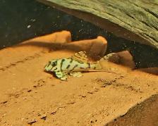 L236 super white pleco 2' - Photo 4