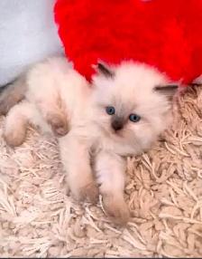 GORGEOUS BABY WHITEMITTTED & CHOCOLATEPOINT RAGDOLL!