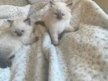 GORGEOUS BABY WHITEMITTTED & CHOCOLATEPOINT RAGDOLL! - Photo 2