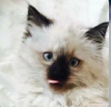 GORGEOUS BABY WHITEMITTTED & CHOCOLATEPOINT RAGDOLL! - Photo 3