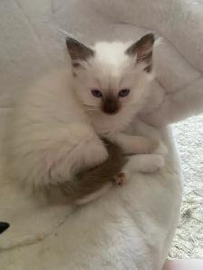 GORGEOUS BABY WHITEMITTTED & CHOCOLATEPOINT RAGDOLL! - Photo 4