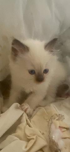GORGEOUS BABY WHITEMITTTED & CHOCOLATEPOINT RAGDOLL! - Photo 7