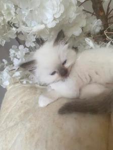 GORGEOUS BABY WHITEMITTTED & CHOCOLATEPOINT RAGDOLL! - Photo 8