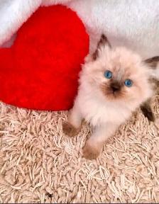 GORGEOUS BABY WHITEMITTTED & CHOCOLATEPOINT RAGDOLL! - Photo 10