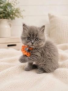 Ready Now! Persian Himalayan Kittens - Photo 3