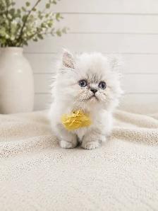 Ready Now! Persian Himalayan Kittens - Photo 4